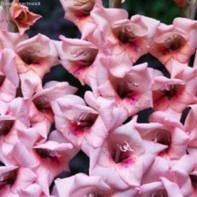 Гладиолус Дольче Вита (6шт) фото