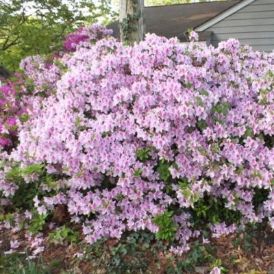 Дейция гибридная Пинк Пом-Пом фото