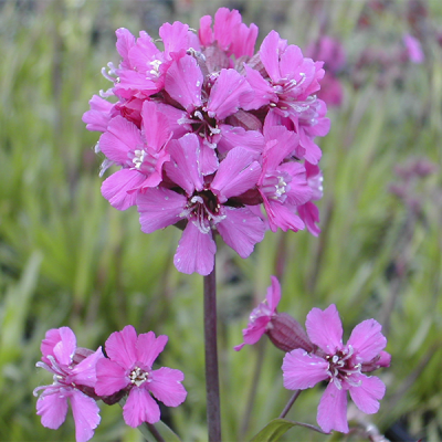 Лихнис клейкий "Спленденс" фото