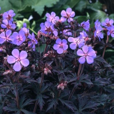 Герань луговая Миднайт Рейтер - Dolina-Sad.Ru