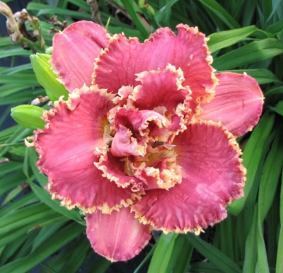 Лилейник Венециан Фриндж фото