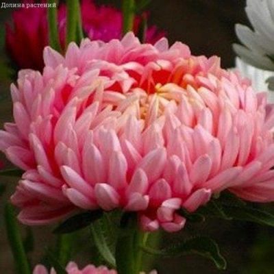 Астра Фламинго фото