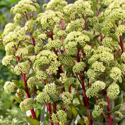 Седум Саммер Сюрпрайз - Dolina-Sad.Ru