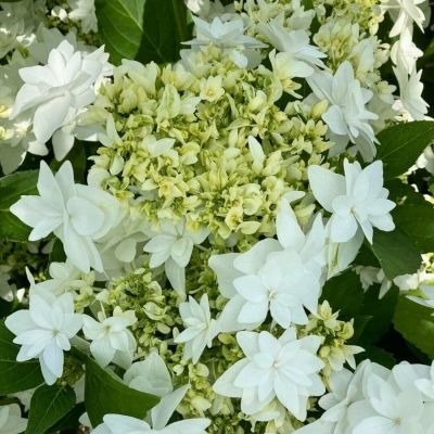 Гортензия крупнолистная Финия, С2 Гортензия крупнолистная Финия, С2 - Dolina-Sad.Ru