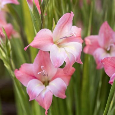Гладиолус Чарминг Бьюти Гладиолус Чарминг Бьюти - Dolina-Sad.Ru