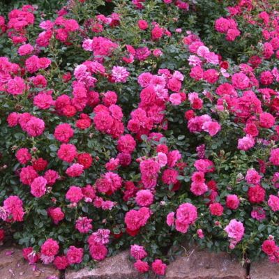 Роза Сиреневый Дождь - Dolina-Sad.Ru