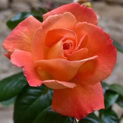 Роза Луи де Фюнес Роза Луи де Фюнес - Dolina-Sad.Ru