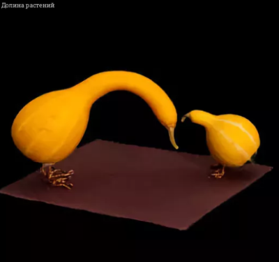 Тыква Декоративная Гуси-Лебеди Тыква Декоративная Гуси-Лебеди фото