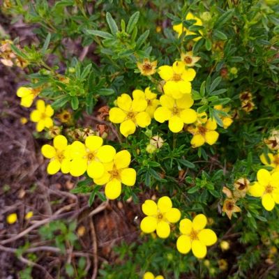 Лапчатка кустарниковая Белла Линдси. С3 Лапчатка кустарниковая Белла Линдси. С3 - Dolina-Sad.Ru