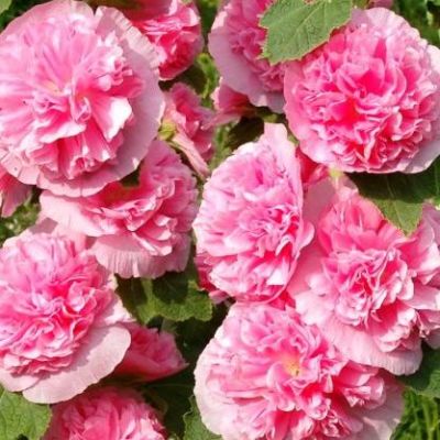 Шток-роза Дабл Пинк Шток-роза Дабл Пинк фото