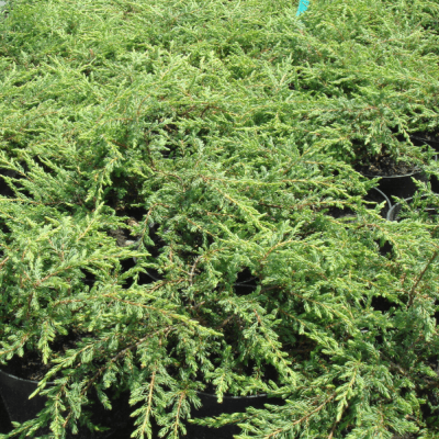 Можжевельник обыкновенный Репанда Можжевельник обыкновенный Репанда фото