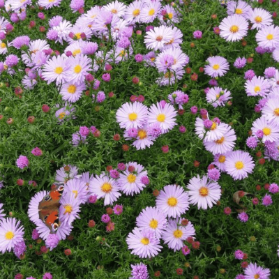 Астра кустарниковая Мариоре Астра кустарниковая Мариоре фото