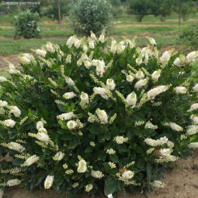 Клетра ольхолистная, С2 - Dolina-Sad.Ru