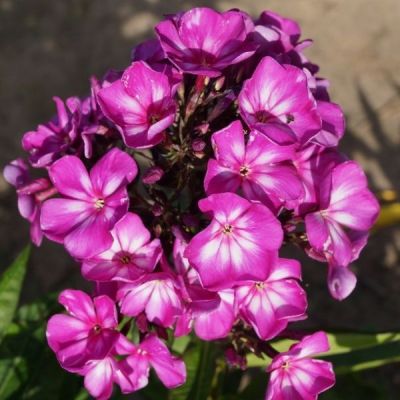 Флокс метельчатый Свит Саммер Сюрпрайз Флокс метельчатый Свит Саммер Сюрпрайз - Dolina-Sad.Ru