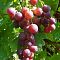 Виноград Кардинал Виноград Кардинал - Dolina-Sad.Ru