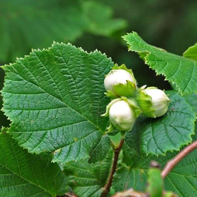 Лещина обыкновенная, С3 Лещина обыкновенная, С3 - Dolina-Sad.Ru