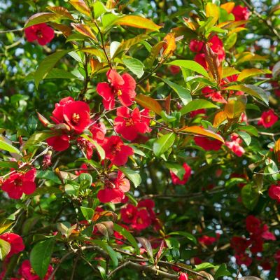 Айва японская, С3 Айва японская, С3 - Dolina-Sad.Ru