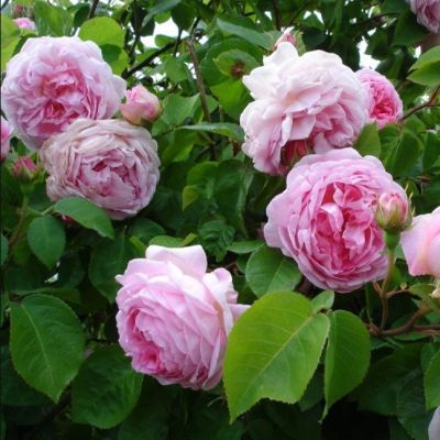 Роза Рози Дон Роза Рози Дон - Dolina-Sad.Ru