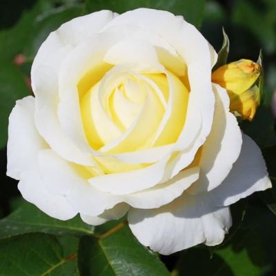 Роза Шопен Роза Шопен фото