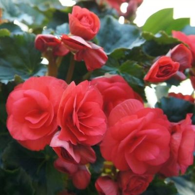 Бегония Королева красная F1 Бегония Королева красная F1 - Dolina-Sad.Ru