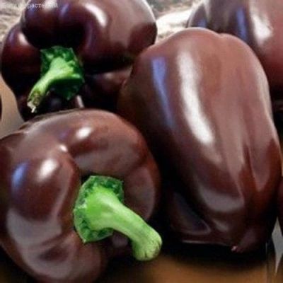 Перец Шоколадный Кубок Перец Шоколадный Кубок фото