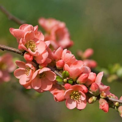 Айва средняя Салмон Горизон Айва средняя Салмон Горизон - Dolina-Sad.Ru
