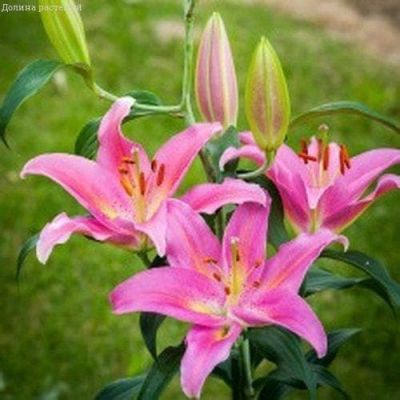 Лилия Маунт Кук 2 шт Лилия Маунт Кук 2 шт фото
