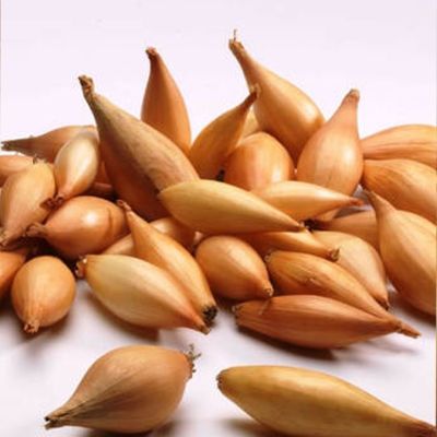 Лук-севок Бирнформиге (10-21мм) Лук-севок Бирнформиге (10-21мм) фото