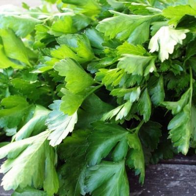 Петрушка корневая Урожайная "Урожай на окне" Петрушка корневая Урожайная "Урожай на окне" фото