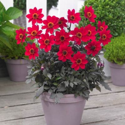 Георгина Хэппи Дейс Черри Ред Георгина Хэппи Дейс Черри Ред - Dolina-Sad.Ru