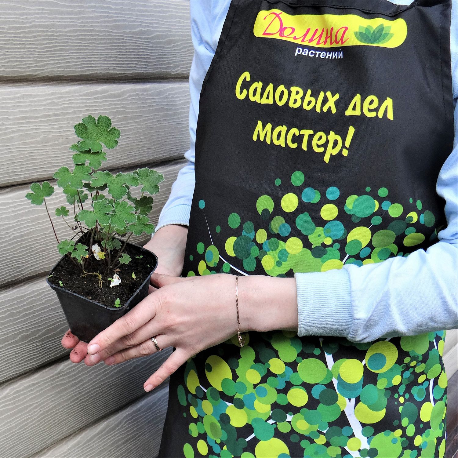 Герань Ренарда Герань Ренарда фото