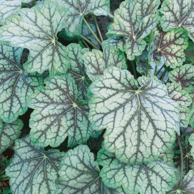 Гейхера Венус фото