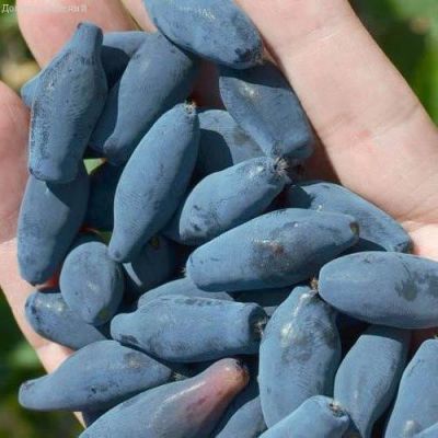 Жимолость Восторг (саженец 2 года) Жимолость Восторг (саженец 2 года) - Dolina-Sad.Ru