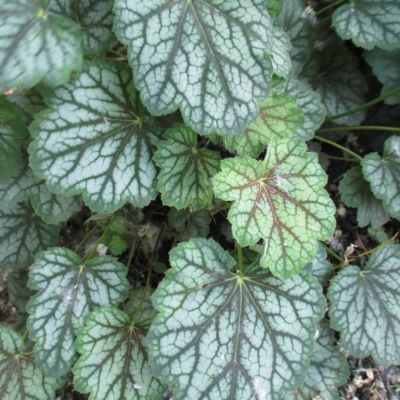 Гейхера Далис Стрэйн Гейхера Далис Стрэйн - Dolina-Sad.Ru