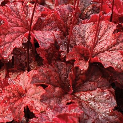 Гейхера Кенжин Фаер Гейхера Кенжин Фаер - Dolina-Sad.Ru