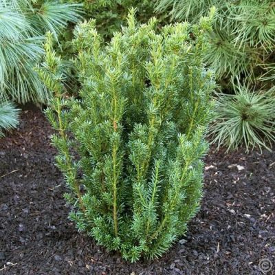 Тисс Средний Хиллии фото