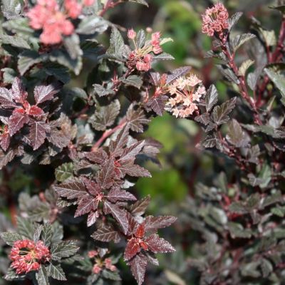 Пузыреплодник калинолистный Лаки Девил - Dolina-Sad.Ru