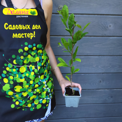 Магнолия звездчатая - Dolina-Sad.Ru