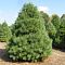 Сосна Веймутова, С3 - Dolina-Sad.Ru