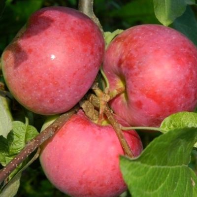 Яблоня Женева Эрли/Летняя Яблоня Женева Эрли/Летняя - Dolina-Sad.Ru