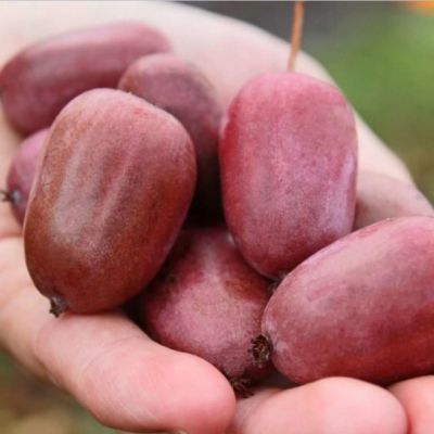 Актинидия остролистная Пурпурная (жен.) Актинидия остролистная Пурпурная (жен.) фото