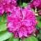 Рододендрон Олд Порт Рододендрон Олд Порт фото