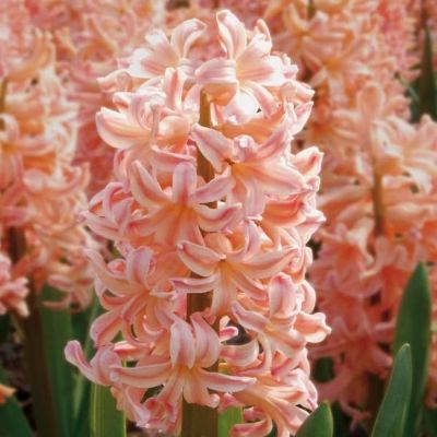 Гиацинт Джипси Квин фото