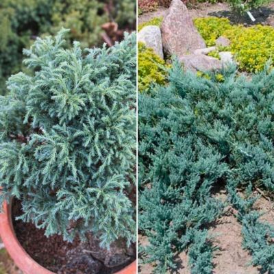 Комплект хвойных растений Блю Комплект хвойных растений Блю - Dolina-Sad.Ru