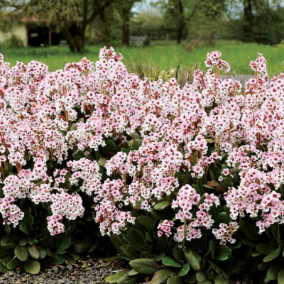 Бадан Хажкристалл Бадан Хажкристалл фото