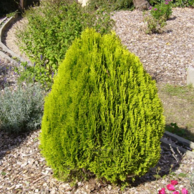 Туя Восточная Ауреа Нана фото