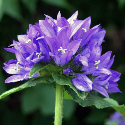 Колокольчик гломерата Генти Блю , С1,5 Колокольчик гломерата Генти Блю , С1,5 фото