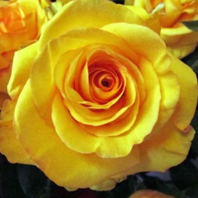 Роза Дежавю Роза Дежавю - Dolina-Sad.Ru