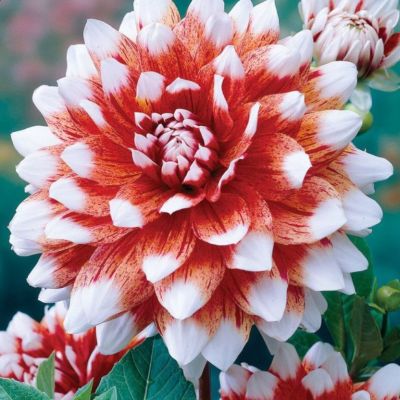 Георгина Страйпед Дуэт Георгина Страйпед Дуэт - Dolina-Sad.Ru