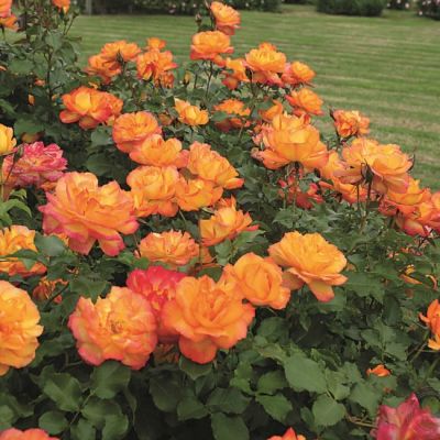 Роза Сахара Роза Сахара - Dolina-Sad.Ru